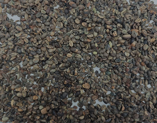 Raw Coffee