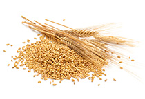 Grain drying plant